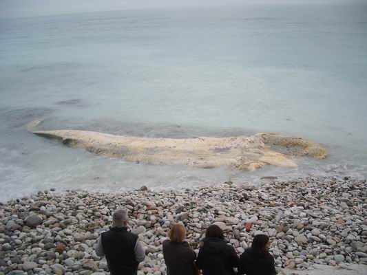 Balene a Mola di Bari